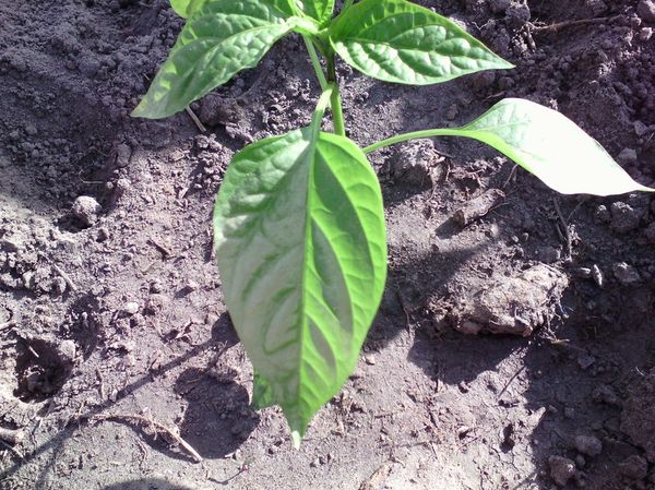 Grayish pepper leaves indicate a lack of nitrogen
