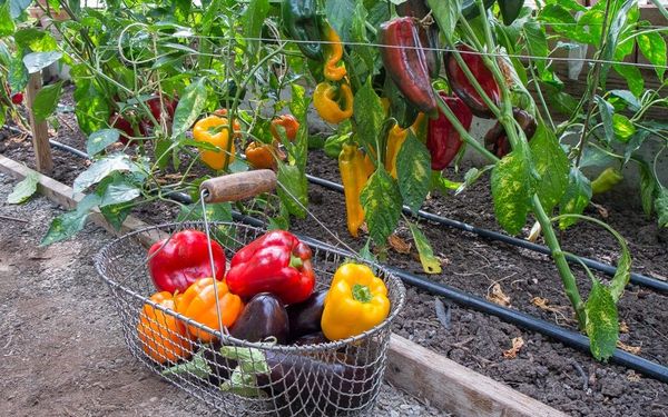 Pepper in the greenhouse can be harvested until the cold weather