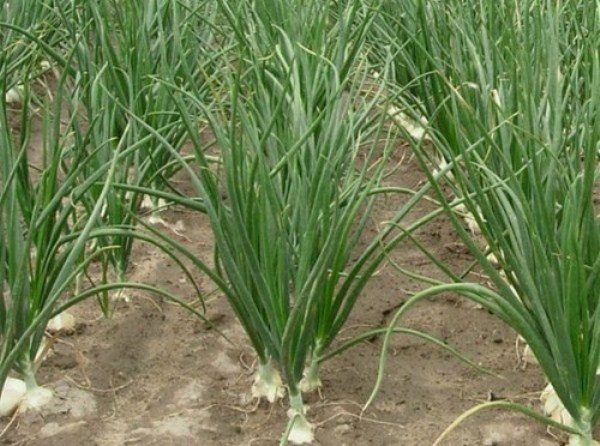 L'arrosage des oignons doit être abondant et effectué au moins une fois tous les trois jours.