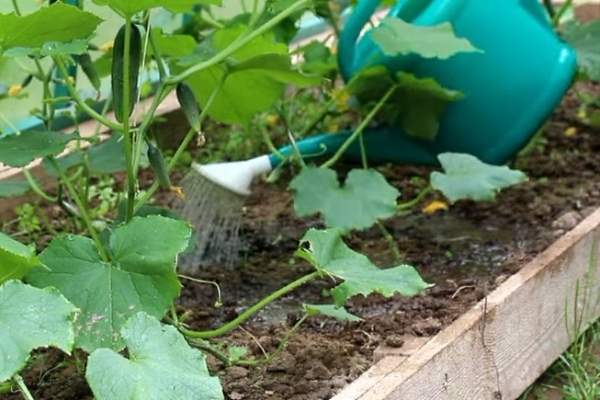 Watering should be done exclusively at the root.