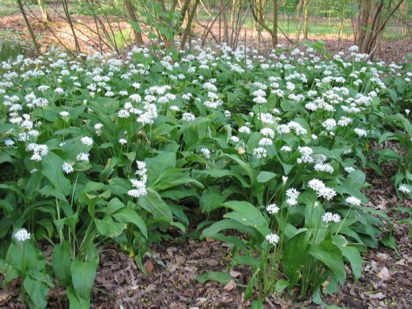  Wild Garlic or Ramson