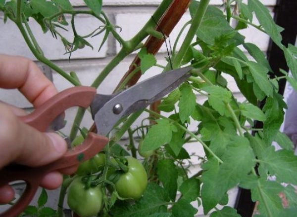  Pizzicando il pomodoro