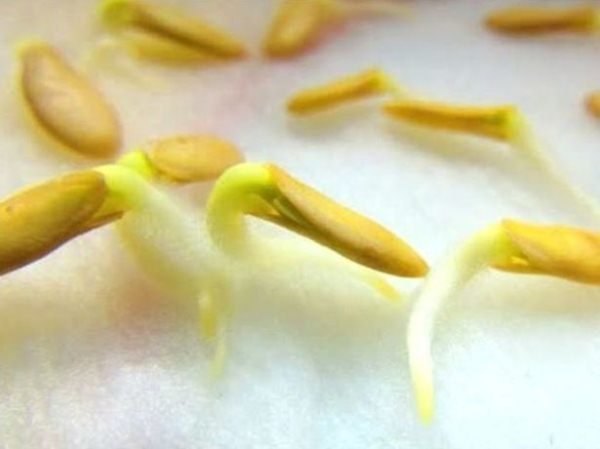 Germinated seeds of cucumber
