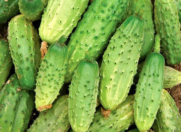  Salatalık Rodnichok'un özellikleri ve tanımları