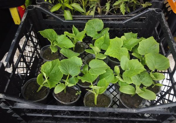 Dans le sol, le grade est planté après l'apparition de 3-5 vraies feuilles