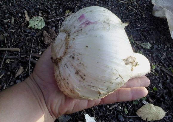 Голяма глава лук рокамбъл