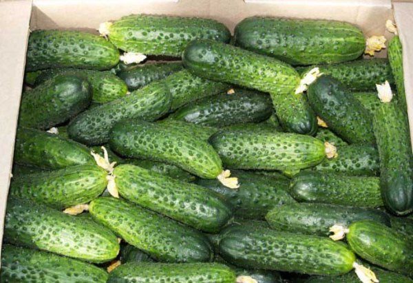 Freshly Picked Cucumber Director Variety