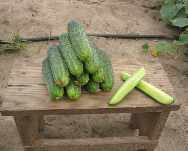 Cucumbers grade Ajax F1