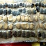 Οι σπόροι συσκευάζονται σε ένα υγρό πανί βλάστησης.