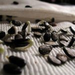 Σπόρους καρπούζι που έχουν βλαστήσει