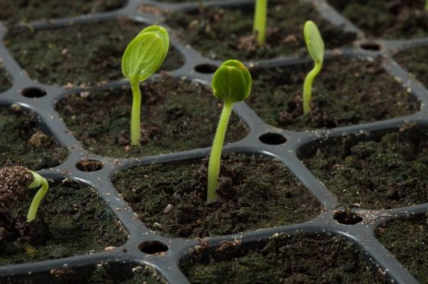 Οι πρώτοι βλαστοί εμφανίζονται την ημέρα 6-7 μετά την αποβίβαση