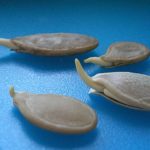 Σπόροι κολοκύθας που έχουν βλαστήσει