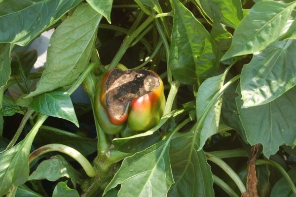 Η ήττα του γκρι πιπεριού μούχλα