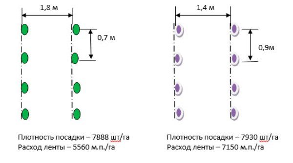 Σχέδιο φύτευσης καρπουζιού