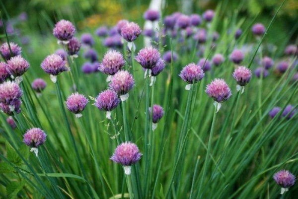 Les oignons en fleurs Schnitt