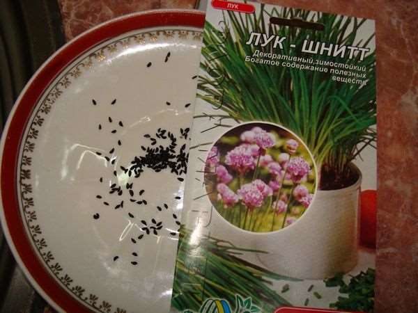 Graines d'oignon Schnitt