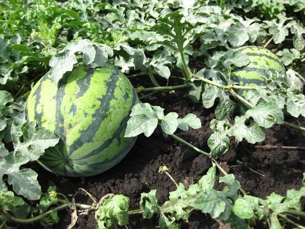  Growing watermelons in Siberia