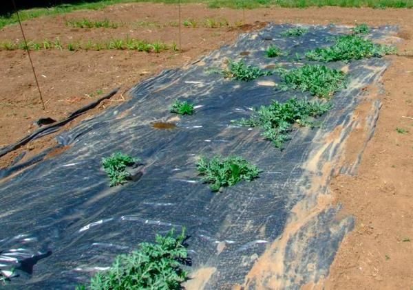 The soil under the saplings of watermelon is covered with a film so that it warms up faster.