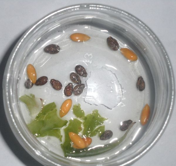 Soaking is carried out to saturate seeds with moisture.
