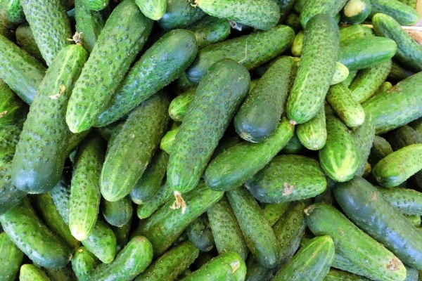  Claudia variety cucumbers: description and characteristics, planting and care