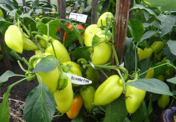  Varietà di peperoni dolci Winnie the Pooh