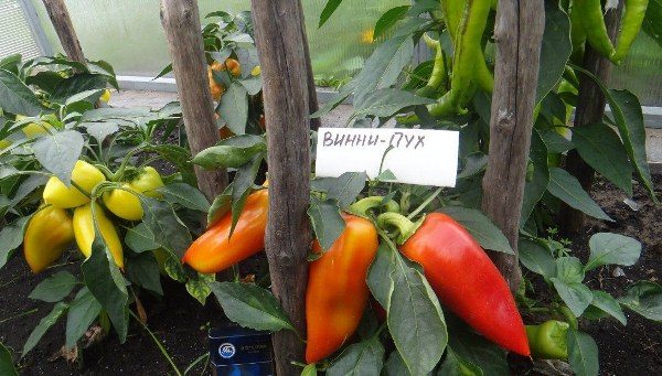 I frutti sui cespugli di pepe Winnie the Pooh sono fasci formati