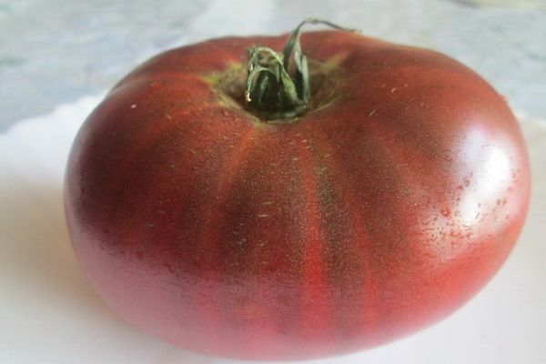 Αβρίκα ζέβρα