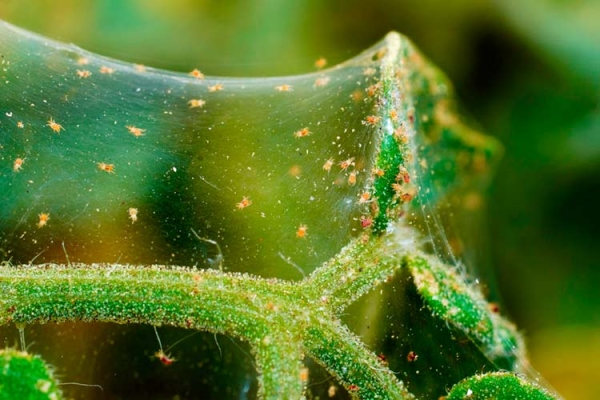 Salatalık üzerinde örümcek akar