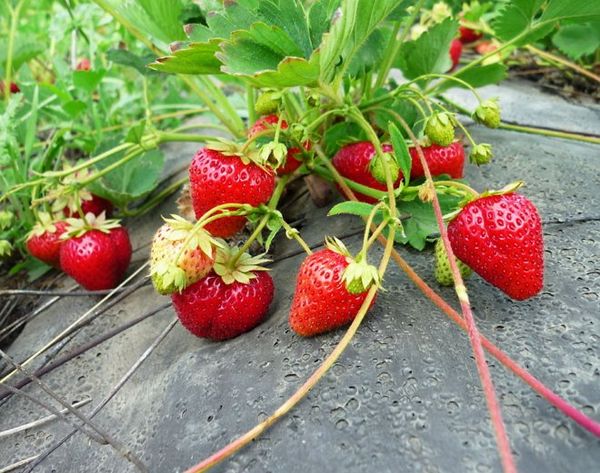  Strawberry Cultivation