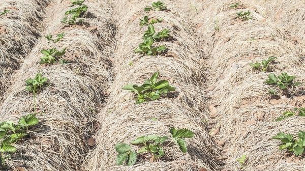 Lors de la préparation pour l'hiver, les fraises sont broyées avec de la paille.