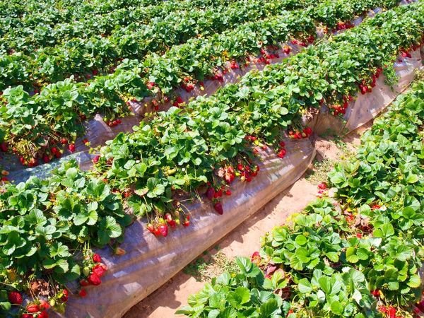 Le lieu de plantation des fraises doit être ensoleillé