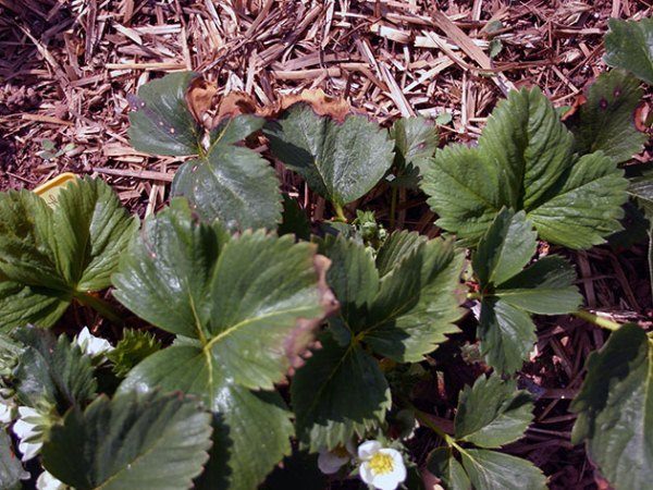 Dry edges of strawberry leaves indicate no grip of boron