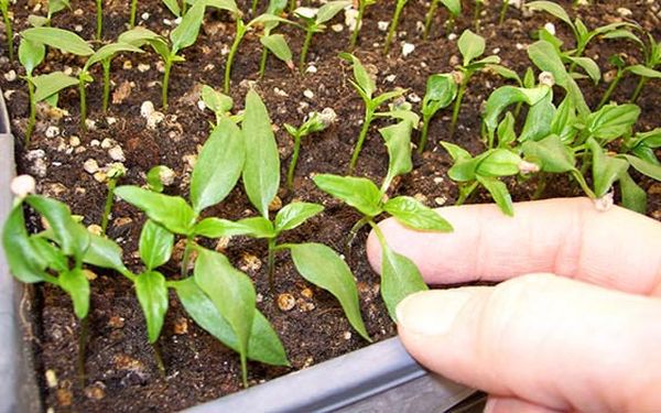  Biber fideleri üzerinde yaprak bitleri ile nasıl baş edilir