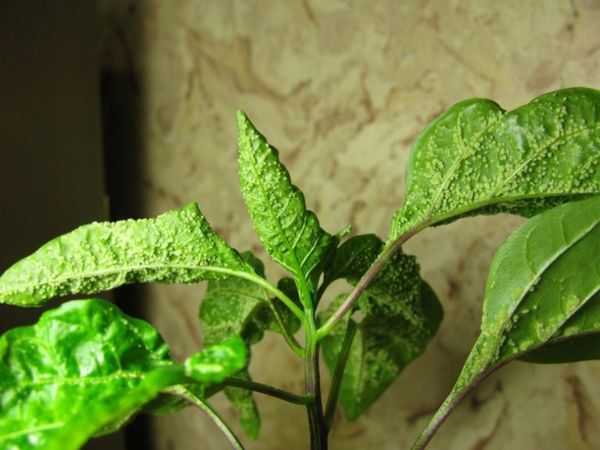 Yaprak biti - fideler ve biber hasadı için ciddi bir tehdit