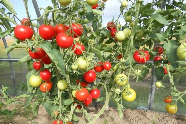 Hybrid Verlioka plus