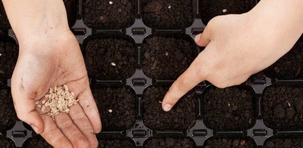 Sementes de mudas são geralmente semeadas no final de março a uma profundidade de 2-3 cm.