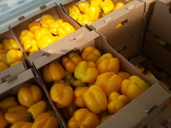 من الممكن تخزين الفلفل البلغاري فقط دون ضرر ميكانيكي أو تشققات أو علامات تعفن أو عدوى الأمراض.