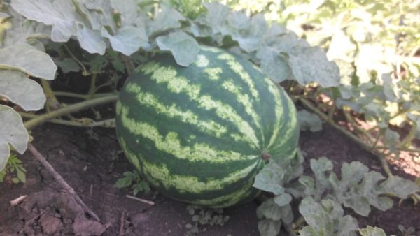 منتج البطيخ