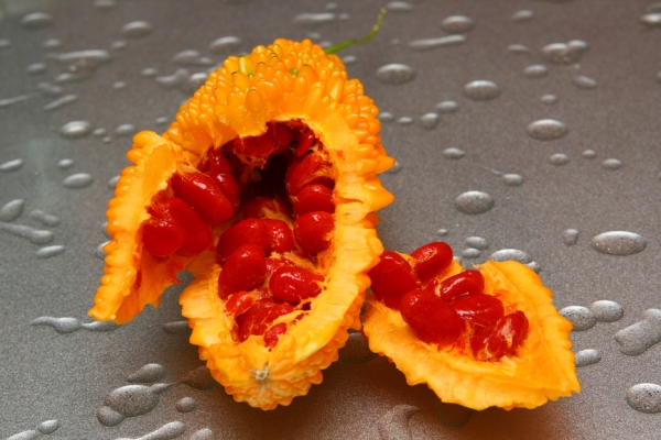 Il cetriolo indiano è usato per scopi medicinali.