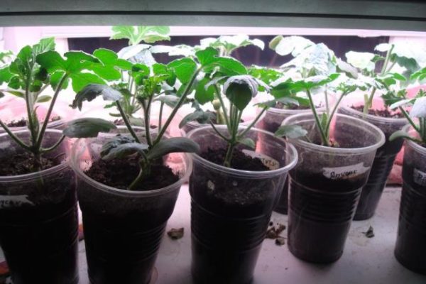 Watermelon saplings for landing in the greenhouse