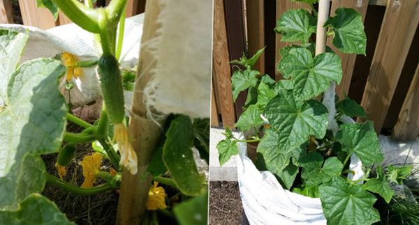 I cetrioli devono essere raccolti tutti i giorni, non in modo eccessivo