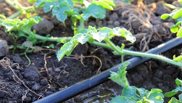 Watering watermelons is carried out as the drying of the topsoil under the root