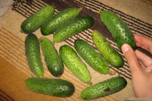  Cucumber variety Finger: description and characteristics, planting and care, the pros and cons