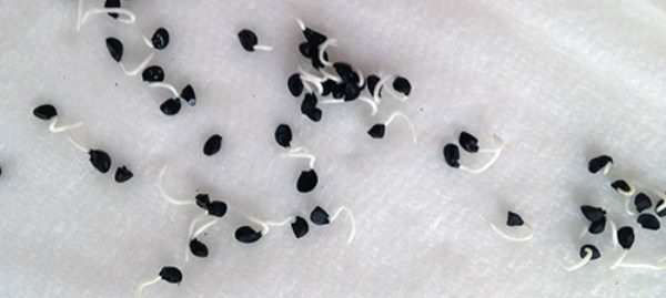 Graines d'oignon germées