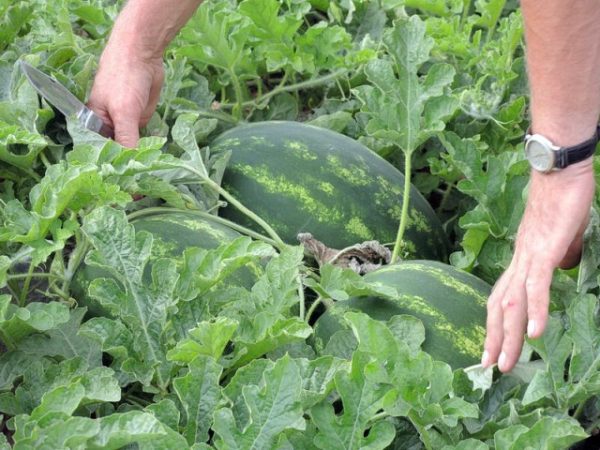 السرير مع منتج الصف البطيخ