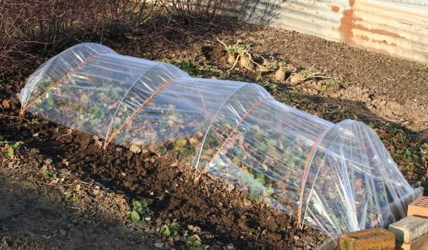 Засаждане на ягодови разсад под филм