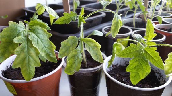 Εάν τα φύλλα γίνονται κίτρινα μεταξύ των φλεβών - δεν είναι αρκετό μαγνήσιο