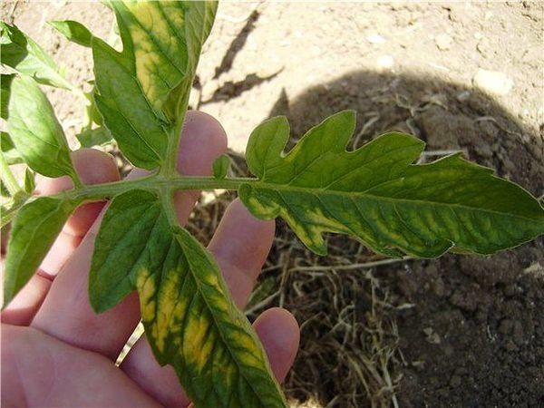 Με ανεπάρκειες χαλκού στο έδαφος, τα σπορόφυτα μπορούν επίσης να γίνουν κίτρινα.