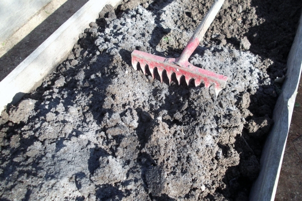 La terre choisie doit être défaite, enlever les mauvaises herbes, fertiliser