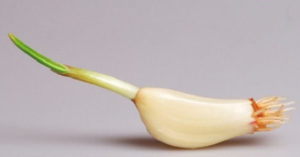 Aglio germogliato per la semina